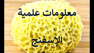 معلومة علمية في دقيقتين الإسفنج 
