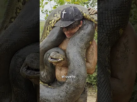 Encuentro anaconda de 10M 🩸🐍