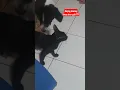 Download Lagu BISA GAK SIH ANJING KUCING SERUMAH??? DUO GARANG DISATUIN! #catanddog #anjing dankucing