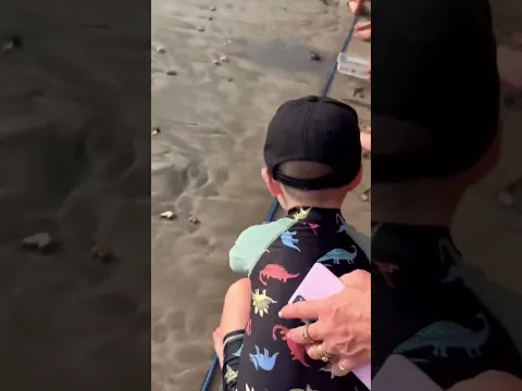 Не покупайте черепашек