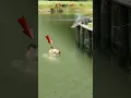 Download Lagu Buaya besar mengejar orang yang sedang berenang di sungai. #animals #amazing #crocodile