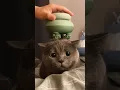 Download Lagu She Is Getting A Relaxing Treatment 🐱