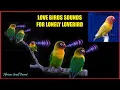 Download Lagu African Love birds sound for lonely birds | Lovebird 