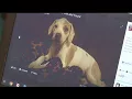 Youngstown woman s puppy stolen from yard sold on Facebook
