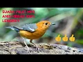 Lagu Suara pikat Mp3 burung anis merah Terbukti paling ampuh
