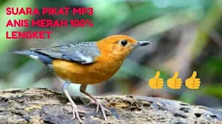 Download Suara pikat Mp3 burung anis merah Terbukti paling ampuh MP3