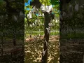 Download Lagu Can eat grapes as much as you like in this Vineyard | Tsuchida Farm, Shiojori, Nagano