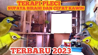Download TERAPI PLECI SUPAYA BIRAHI DAN CEPAT KAWIN TERBARU 2023 MP3
