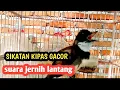 Download Lagu SUARA BURUNG SIKATAN KIPAS GACOR COCOK BUAT PANCINGAN BURUNG BAHAN