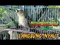 Download Lagu Pancingan Sirtu/cipow/cipoh Gacor!!Hitungan Detik Langsung NYAUT‼️