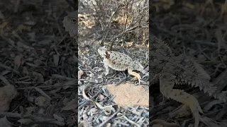 More Horny Toads!  or Blainville’s Horned Lizards to be exact. #lizard #lizards