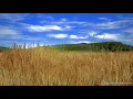 Relaxing Wind Sounds for Sleeping or Stress Relief 💨 Nature White Noise 10 Hours