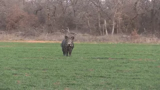 6 reasons calling hogs fails