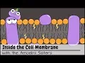 Inside the Cell Membrane