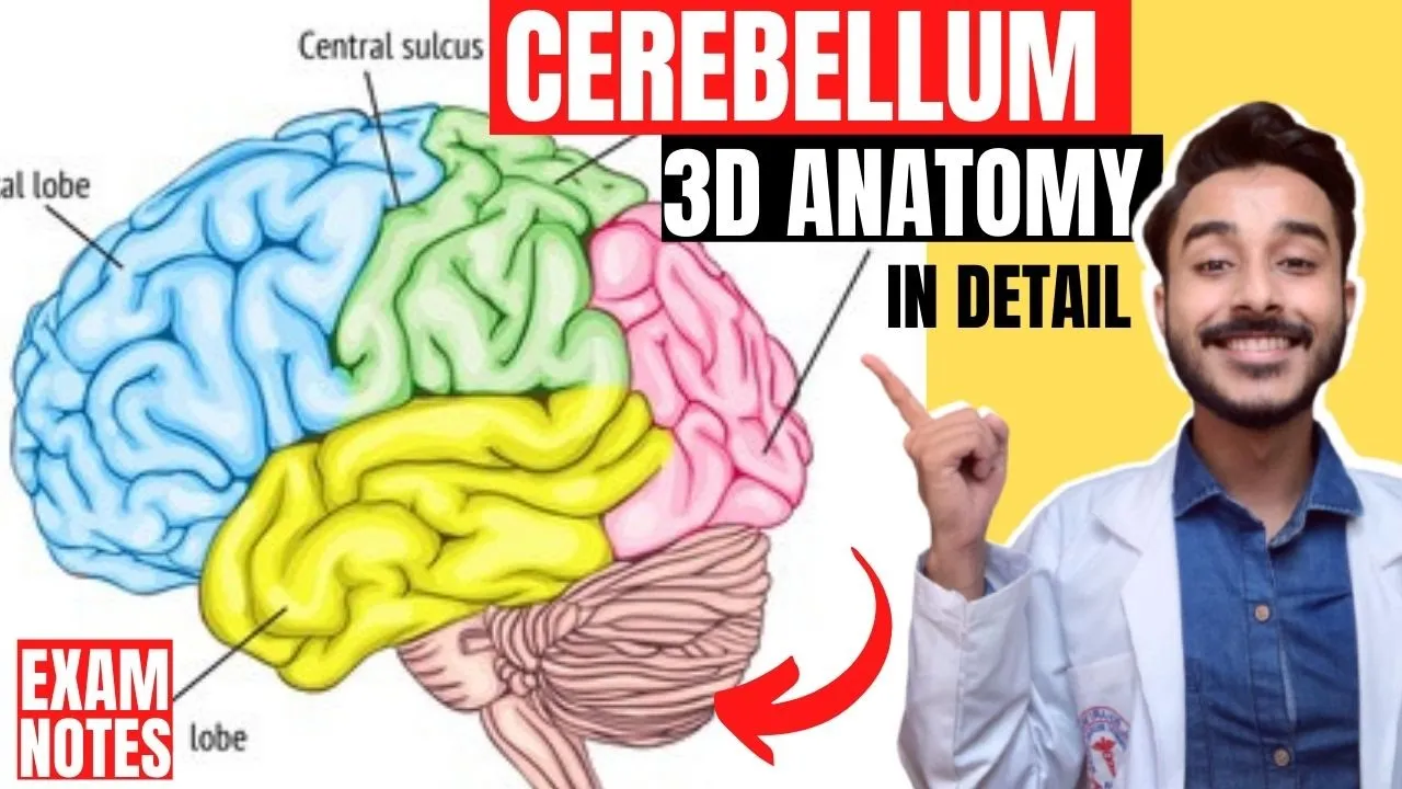 external features of cerebellum anatomy 3d | morphological and functional division of cerebellum
