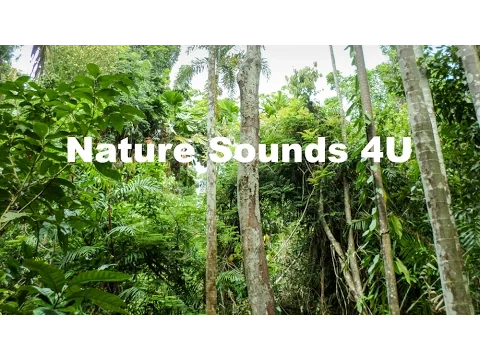 Download MP3 Nature Sounds - Australian Kookaburra And Forest Birds -relaxing-study-meditation-ambient-ASMR