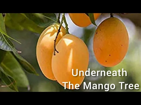 Download MP3 Underneath the Mango Tree - Cibelle