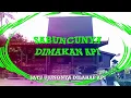 Download Lagu Sapu Tangan Babuncu Ampat dan artinya | Lagu Daerah Kalimantan Selatan