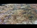 COMANCHE CROSSING OSMO