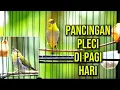 Lagu Terapai PLECI,Pleci malas bunyi pancing pakai video ini🔥Pancingan pleci bahan