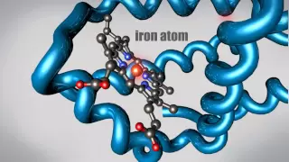 What is a Protein Learn about the 3D shape and function of macromolecules