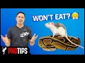 Why Ball Pythons STOP Eating And How to FIX Them