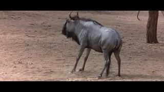 animals are beautiful people drunken animals
