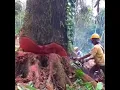 Download Lagu Operator senso kewalahan menebang pohon besar ini pukulan baji terakhir membuatnya rata dengan tanah