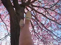 Vintage Spring