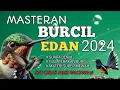 Download Lagu 2 jam masteran burcil EDAN 2024 Full tembakan pedas suara jernih siap obrak abrik gantangan