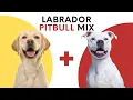 Labrador Pitbull Mix Traits Care and Training
