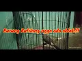 Download Lagu Suara burung kutilang\