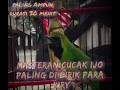 Download Lagu Masteran cucak ijo,Paling di lirik para JURI