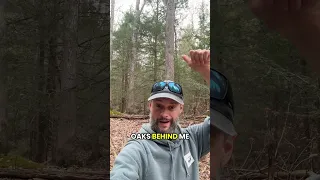 Back to the Woods That Built Arabella