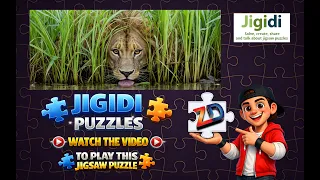 Jigidi Jigsaw Puzzles - Lion In The Grass