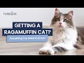 Why Ragamuffin Cats Are the Ultimate Companion Pets