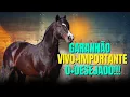 Download Lagu O garanhão do momento! AS Malke Sedutor, o cavalo crioulo mais importante na atualidade.