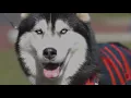 Northeastern Giving Day 2018 Episode 5