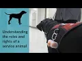 A Guide to Understanding Service Animals