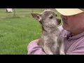 You re loved you re here Michigan man provides sanctuary for senior rescue dogs