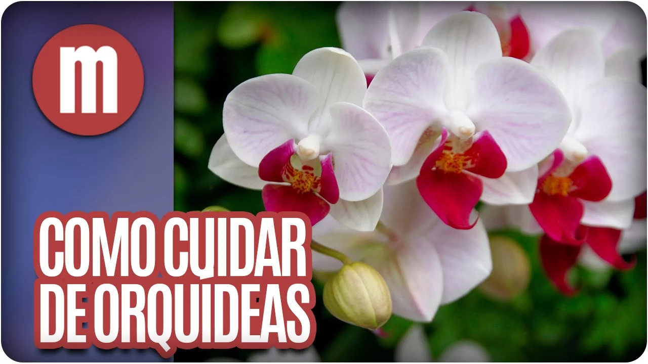 COMO CUIDAR DE ORQUÍDEAS MULHERES (13/01/17)
