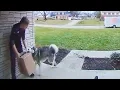 Pet Package Thieves Best Caught on Camera Moments