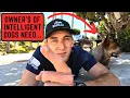 5 Easy Ways to Mentally Stimulate A Herding or High IQ Dog