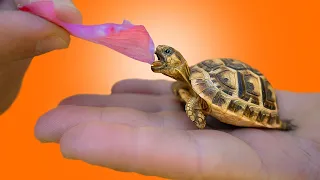 Basic Set Up For Starting Baby Tortoises Crucial Information For Best Care