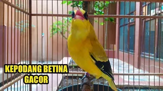 Download KEPODANG BETINA - SUARA BURUNG KEPODANG COCOK BUAT PANCINGAN KEPODANG AGAR BUNYI MP3