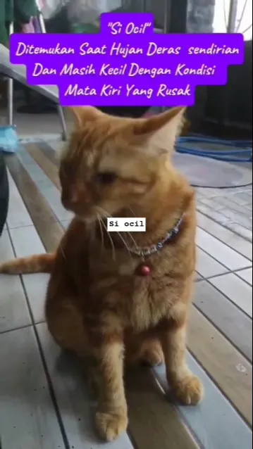 si Ocil#short#kucing