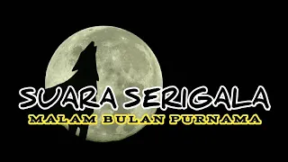 Download Suara Serigala Saat Bulan Purnama Horor Dan Menyeramkan MP3