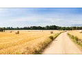 Sermon - Separating the Wheat from the Chaff