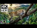 Lagu Most Breathtaking 4K HDR 60FPS🌿Dolby Vision (8K/4K Video TV)
