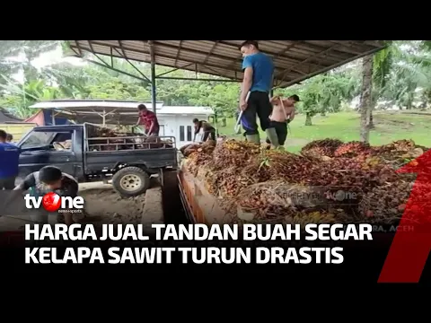Keluh Kesah Petani Soal Anjloknya Harga Sawit